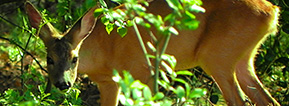 Watch the deer and other East Sooke wildlife from the waterfront deck at Ann's Cottage.